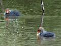 2015-0510-1120_Coots_Cannon_Hill_Common_16C